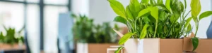 How to Move Plants Safely